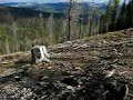 Logging on Bitterroot National Forest, Montana Logging on Bitterroot National Forest, Montana