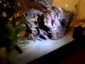 My red claw crab My red claw crab