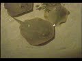 Sting Rays