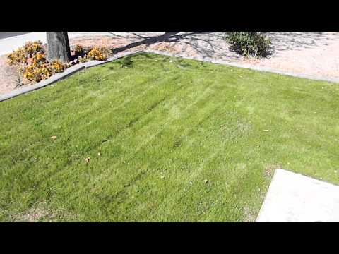how to fertilize winter rye grass