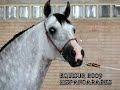 CABALLO HISPANOARABE EQUISUR 2009