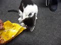 Alfi - Cat Food