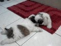 shih tzu puppies playing 03.MPG