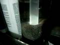 videos de reef tank pics day (20) 002.MOV