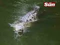 Video Amigo de un cocodrilo