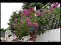 Alferce, aldeia florida 2007