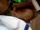 The Life of Jackson Bunny (part dos)