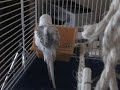 Pidgeot een filmpje voor Sam