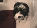 this is my first major college video project, from november of 2003, my freshman year.  it's about my dog joey, and his search for me after he realizes i've 