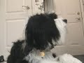 this is my first major college video project, from november of 2003, my freshman year.  it's about my dog joey, and his search for me after he realizes i've 
