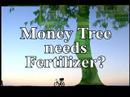 how to fertilize money tree