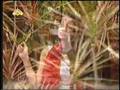 Meri Aankhon Mein (MASURI)
