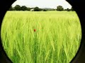 a reminiscent drive