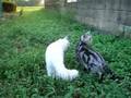 猫・傍でいるだけで幸せ