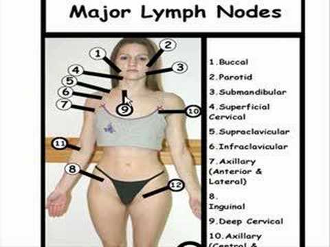 how to locate lymph nodes in the groin