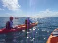 Byron Bay Dolphins May 3rd ,08  Go Sea Kayak