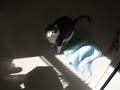 free cat love