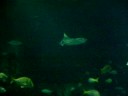 Disney The living sea's