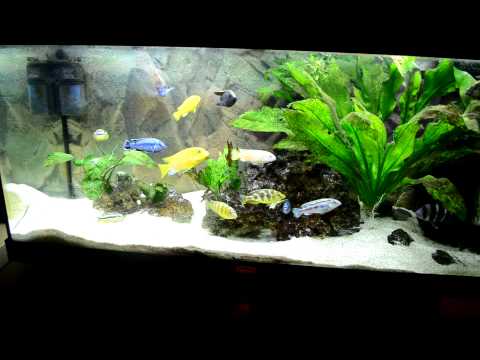 how to make mbuna grow faster