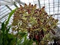 Grammatophyllum Orchid Care