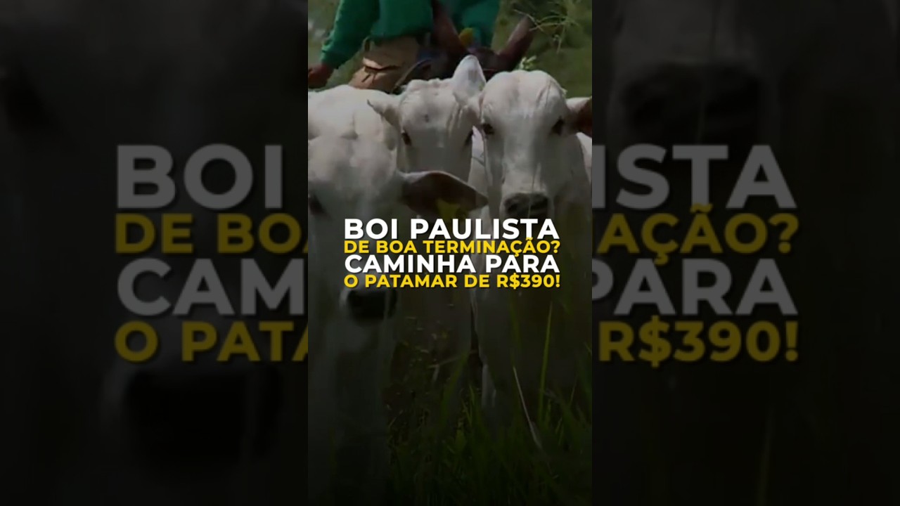 BOI PAULISTA DE BOA TERMINAÇÃO? CAMINHA PARA O PATAMAR DE R$390!