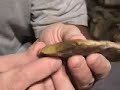 Florida Coral Newnan Part 3 of 5