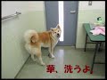 秋田犬