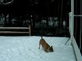 Cha Jumping back fence