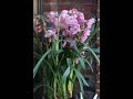 the twelve of never- johnny mathis