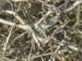 catax_01.wmv