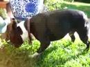 Pal Eating Grass? Pal Eating Grass?