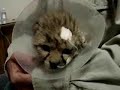 Help Save the Chetah