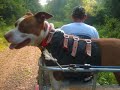 Hawg Hunting in Arkansas 2