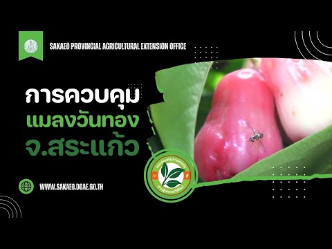การใช้น้ำส้มควันไม้ในการควบคุมแมลงวันผลไม้ในสวนชมพู่คลองหาด บ้านไกลนคร จังหวัดสระแก้ว