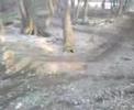 Faxon riding