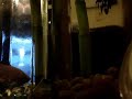 Budgie-Hot as a Dockers Armpit/Betta Pugnax fish