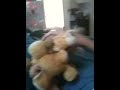 Merlot vs. Lion