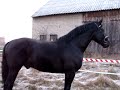Ibiz sobie bryka