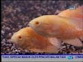 Click here to watch this video Galeri Aqua - American Cichlid (1/3)