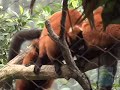 Red-Ruffed Lemurs at the Bronx Zoo