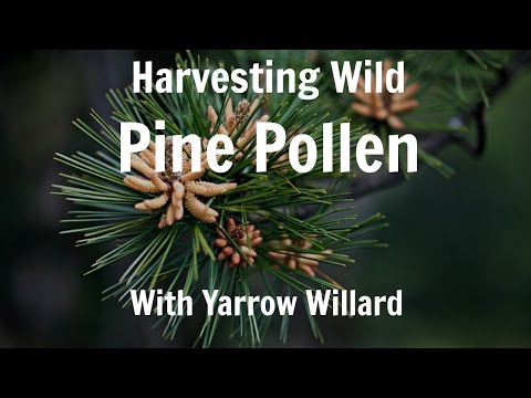 how to harvest pine pollen