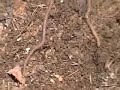 Vegetable Garden, May 26, 2008 part 2 Vegetable Garden, May 26, 2008 part 2