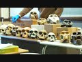 Human Lineage [Skulls]