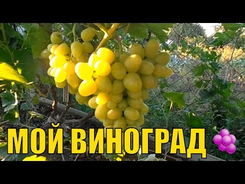 Уход за виноградом ливия Уход за виноградом ливия
