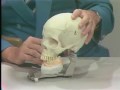 Articulator Demonstration