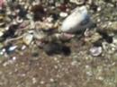 Dueling crabs Dueling crabs