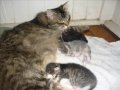 My kittens