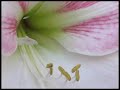Time Lapse: Amaryllis Photos