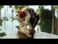 videos de Art:21 | Gabriel Orozco | On Photography