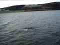 videos de Dolphin video